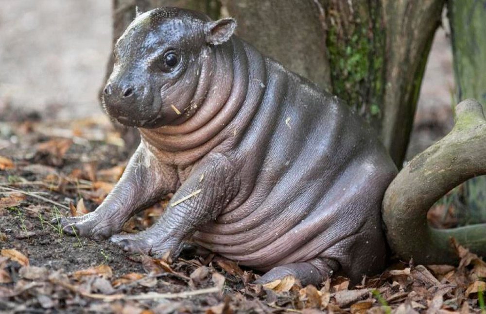 Geografía del hipopótamo pigmeo