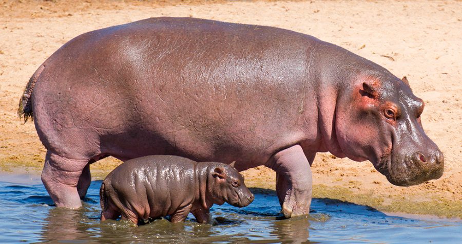 Para Niños Mayores De 6 Meses Hipopótamo 