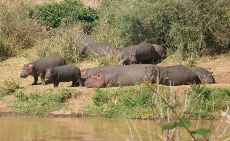 Habitat de los hipopótamos