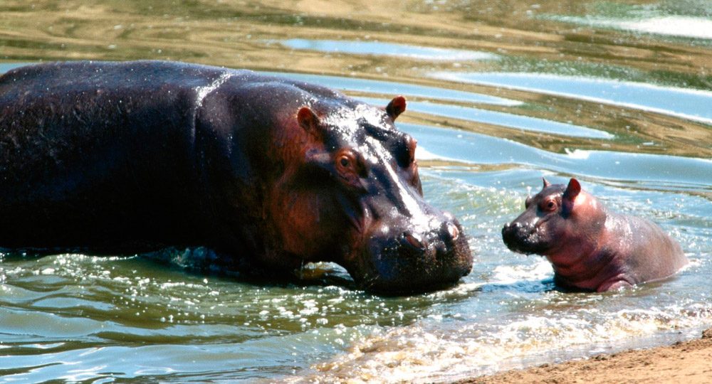 Hábitos alimenticios del hipopótamo común