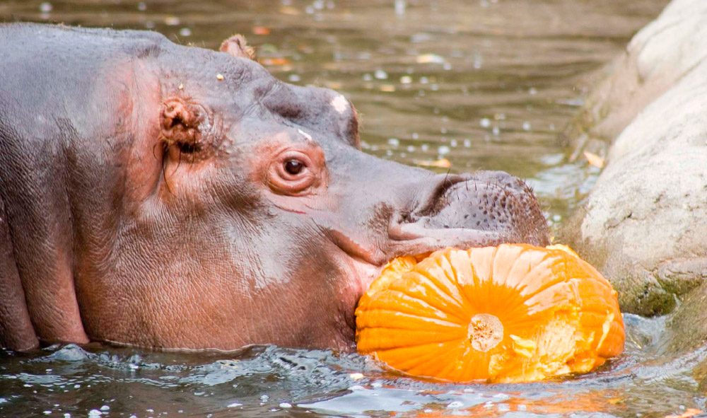 Hipopótamos comiendo