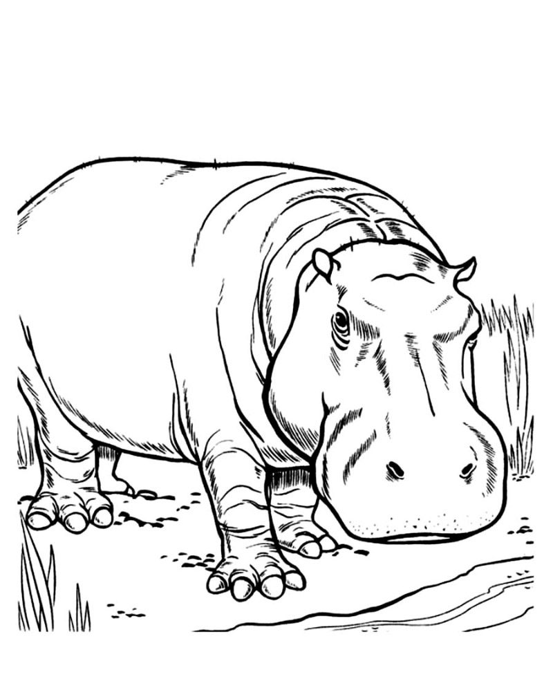 Hipopótamos en dibujos