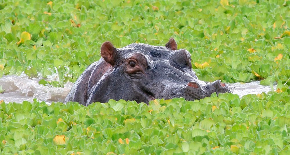 Hipopótamos en su habitat