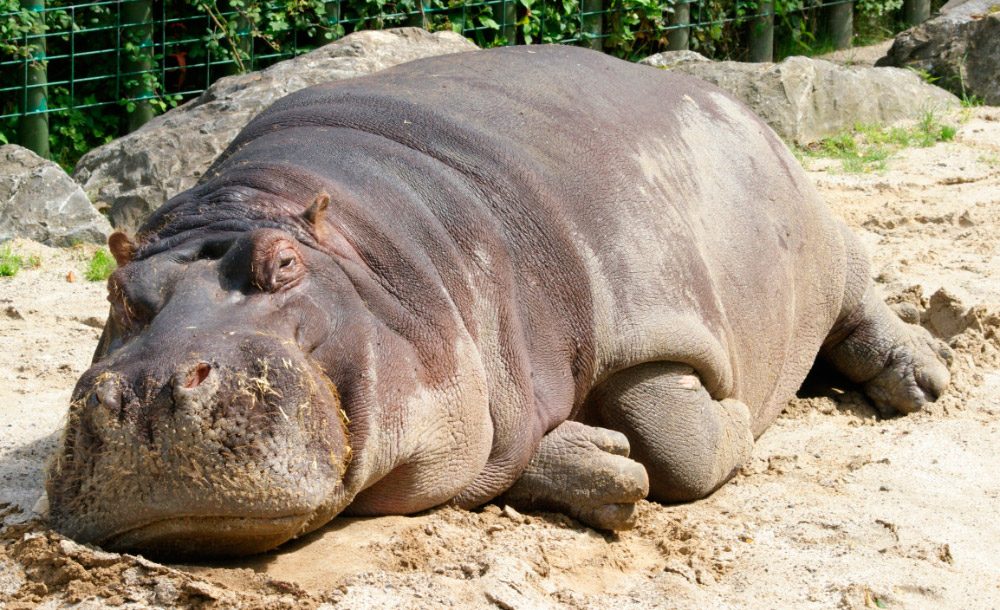 Historia del hipopótamo