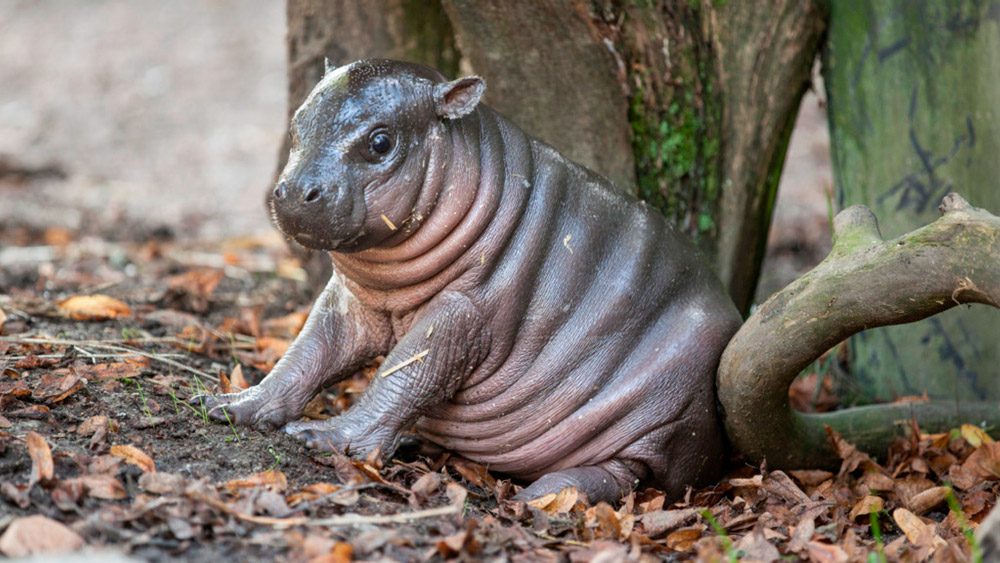 Historia y evolución del hipopótamo