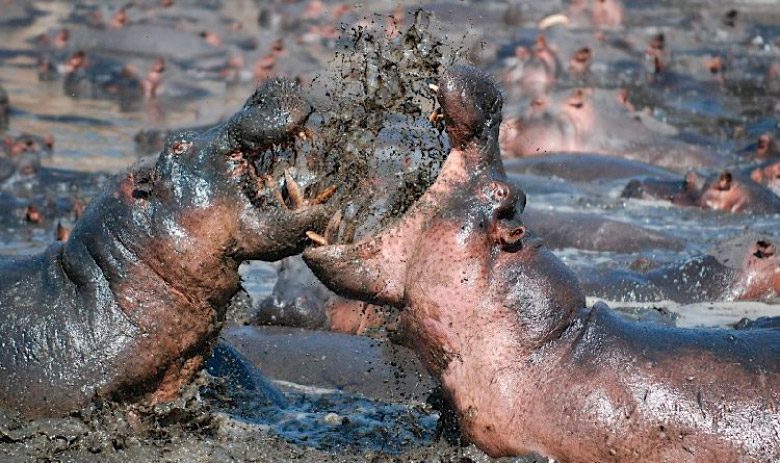 ¿Los hipopótamos son peligrosos?