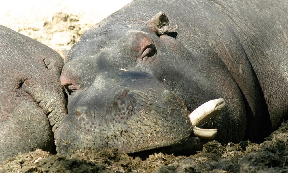 Origen de los hipopotámidos