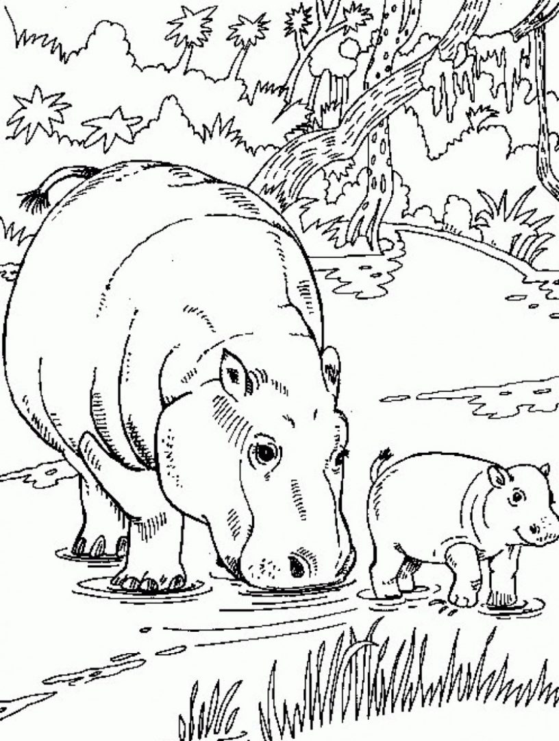 Pintar dibujos de hipopótamos