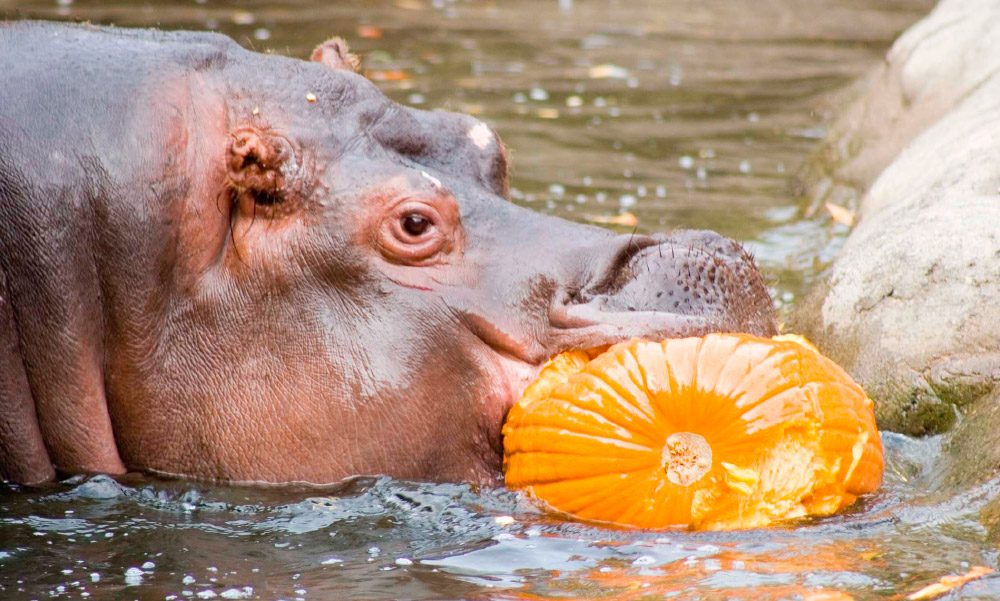 ¿Qué comen los hipopótamos?