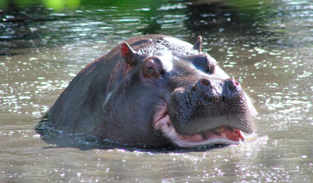 Rasgos generales del hipopótamo común