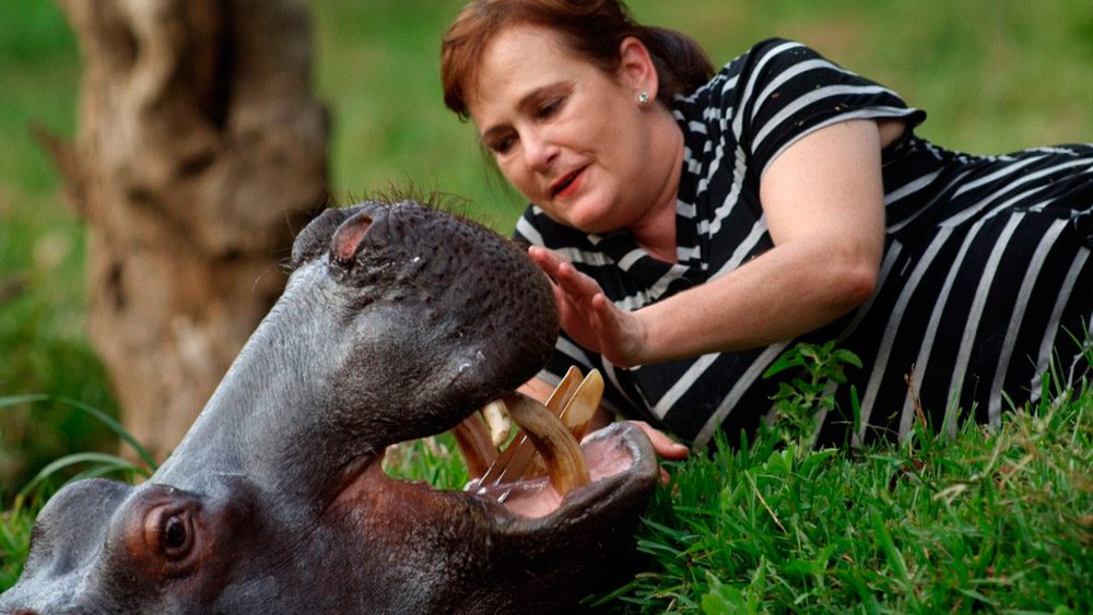 Relación entre los hipopótamos y los seres humanos