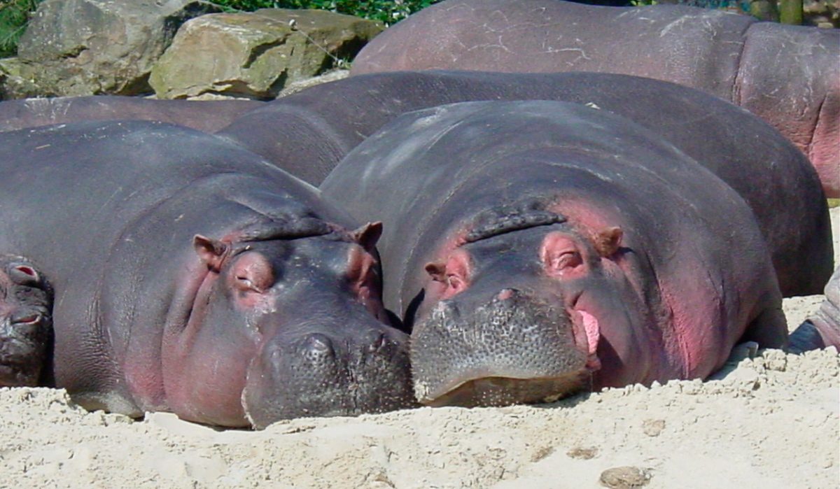 Reproducción de los hipopótamos
