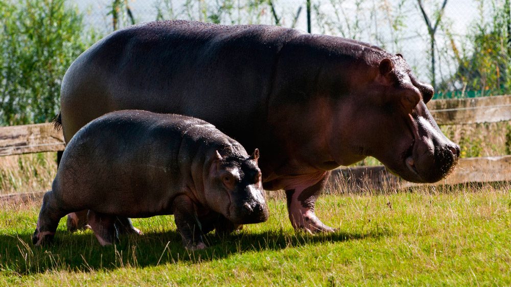 Reproducción del hipopótamo común