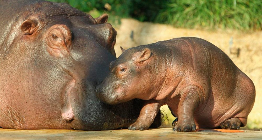 Reproducción del hipopótamo