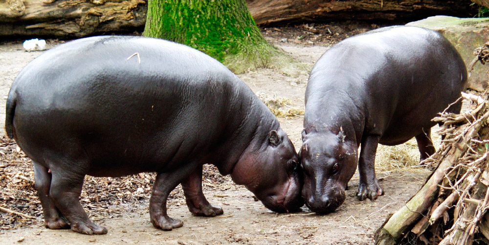 Reproducción y ciclos de vida de los hipopótamos