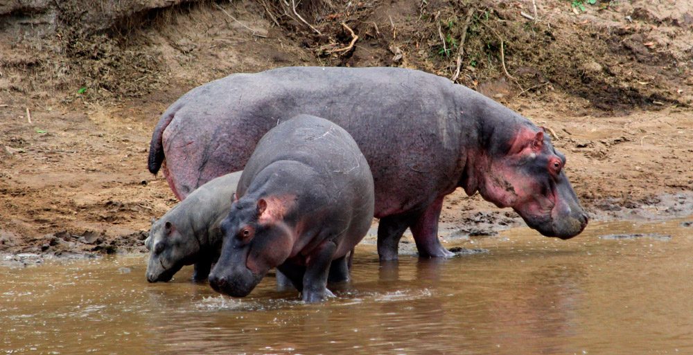 Reproducción y vida del hipopótamo