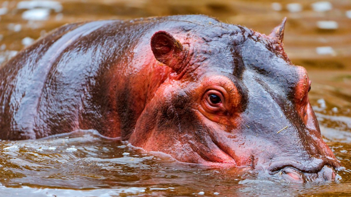 Sudor de los hipopótamos