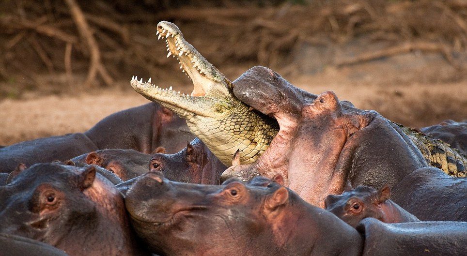 Vídeos de hipopótamos y cocodrilos