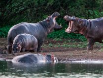 Alimentación de los hipopótamos