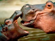 Boca de los hipopótamos