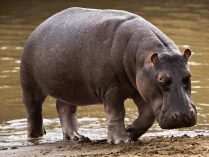 Cabeza del hipopótamo del Nilo