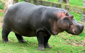 Características básicas de los hipopótamos