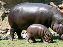 Características físicas de los hipopótamos