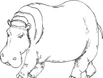 Colorear dibujos de hipopótamos