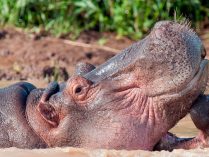 Comportamiento genérico de los hipopótamos