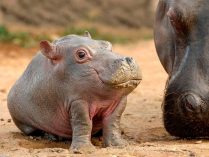 Cria de hipopótamo