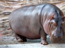 ¿Cuánto pesan los hipopótamos adultos?