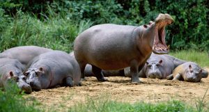 Curiosidades sobre los hipopótamos