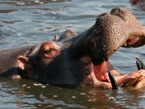 Dientes de los hipopótamos