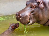 Dieta de los hipopótamos