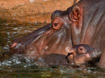 Distribución de los hipopótamos