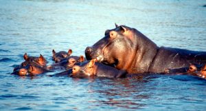 Evolución de los hipopotámidos