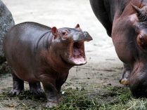 Evolución del hipopótamo