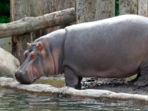 Extinción del hipopótamo común