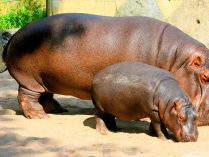 Familia de hipopótamos