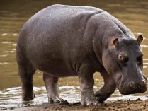 Fotos de hipopótamos