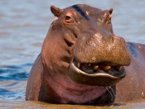Fotos del hábitat de los hipopótamos