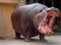 Fotos del hipopótamo común