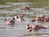 Fotos del hipopótamo del Nilo