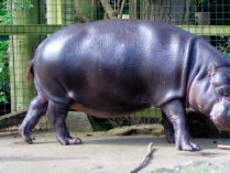 Fotos del hipopótamo pigmeo