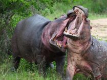 Hábitat cada vez más reducido de los hipopótamos