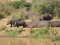 Habitat de los hipopótamos
