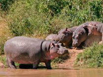 Hábitat del hipopótamo del Nilo