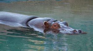 Hipopótamo del Nilo