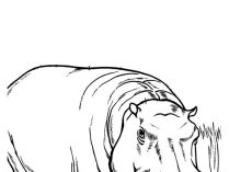 Hipopótamos en dibujos