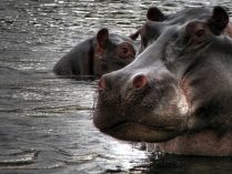 Hipopótamos en peligro de extinción